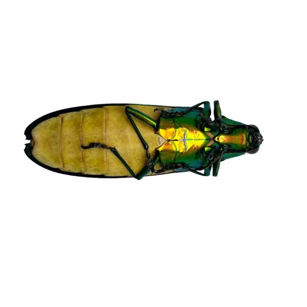 Metallic Green Jewel Beetle (Megaloxantha daleni) - TaxidermyArtistry