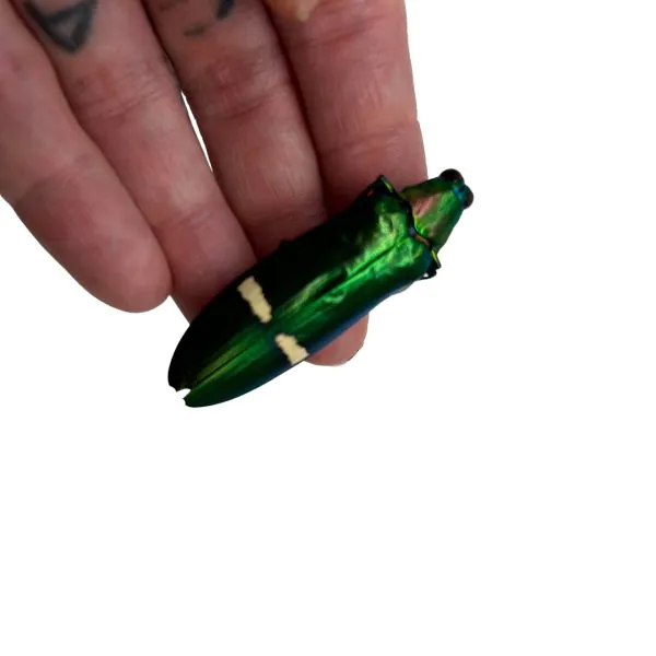 Metallic Green Jewel Beetle (Megaloxantha daleni) - TaxidermyArtistry