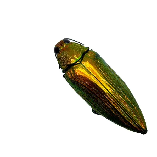 Metallic Purple Gold Jewel Beetle (Chrysodema purpureiventries) - TaxidermyArtistry
