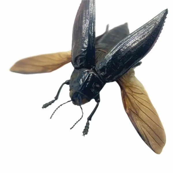 Metallic wood-boring beetle (Chrysodema elongata) (spread) Insect - TaxidermyArtistry