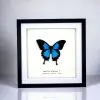 Mountain Blue Swallowtail (Papilio ulysses) Framed Specimen - TaxidermyArtistry