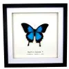 Mountain Blue Swallowtail (Papilio ulysses) Framed Specimen - TaxidermyArtistry
