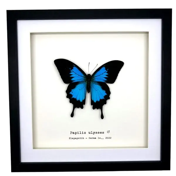 Mountain Blue Swallowtail (Papilio ulysses) Framed Specimen - TaxidermyArtistry