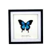 Mountain Blue Swallowtail (Papilio ulysses) Framed Specimen - TaxidermyArtistry