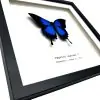 Mountain Blue Swallowtail (Papilio ulysses) Framed Specimen - TaxidermyArtistry