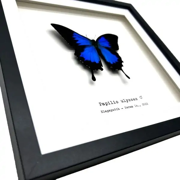 Mountain Blue Swallowtail (Papilio ulysses) Framed Specimen - TaxidermyArtistry