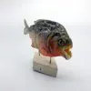 MOUNTED Taxidermy Red Bellied Predator Piranha Peru Amazon Pygocentrus nattereri - TaxidermyArtistry