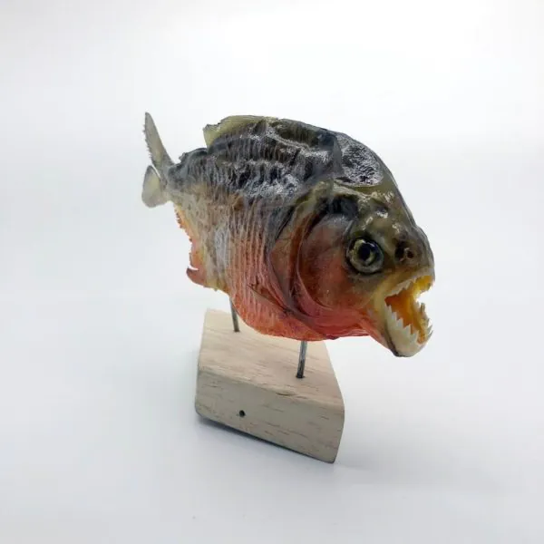 MOUNTED Taxidermy Red Bellied Predator Piranha Peru Amazon Pygocentrus nattereri - TaxidermyArtistry