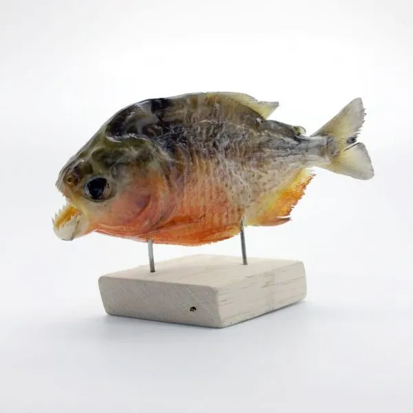 MOUNTED Taxidermy Red Bellied Predator Piranha Peru Amazon Pygocentrus nattereri - TaxidermyArtistry