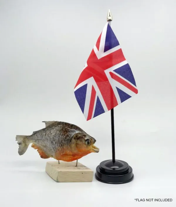 MOUNTED Taxidermy Red Bellied Predator Piranha Peru Amazon Pygocentrus nattereri - TaxidermyArtistry