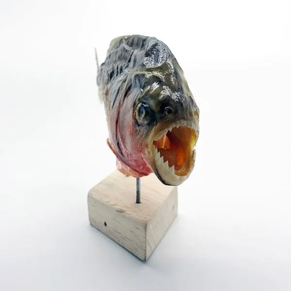 MOUNTED Taxidermy Red Bellied Predator Piranha Peru Amazon Pygocentrus nattereri - TaxidermyArtistry