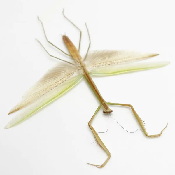 Narrow-winged Praying Mantis Insect Specimen (Tenodera angustipennis) - TaxidermyArtistry