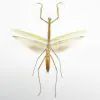 Narrow-winged Praying Mantis Insect Specimen (Tenodera angustipennis) - TaxidermyArtistry