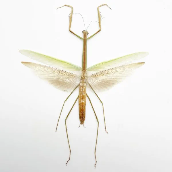 Narrow-winged Praying Mantis Insect Specimen (Tenodera angustipennis) - TaxidermyArtistry