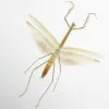 Narrow-winged Praying Mantis Insect Specimen (Tenodera angustipennis) - TaxidermyArtistry