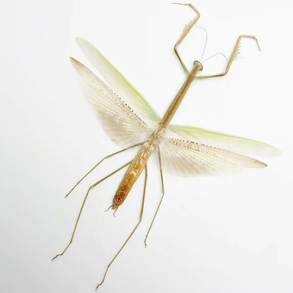 Narrow-winged Praying Mantis Insect Specimen (Tenodera angustipennis) - TaxidermyArtistry