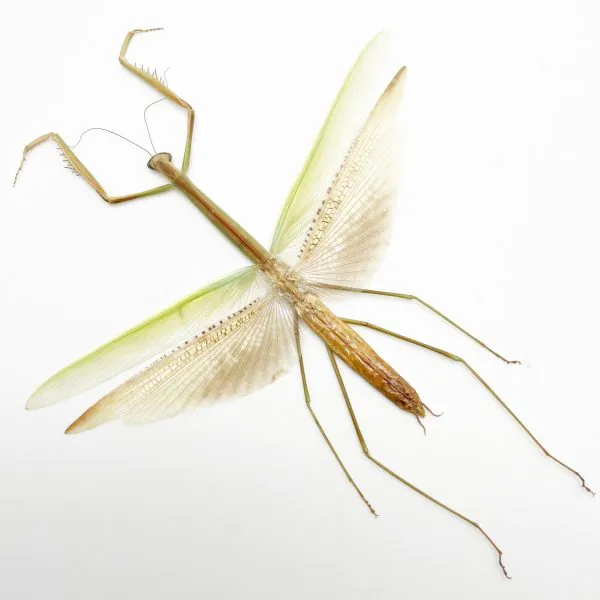 Narrow-winged Praying Mantis Insect Specimen (Tenodera angustipennis) - TaxidermyArtistry