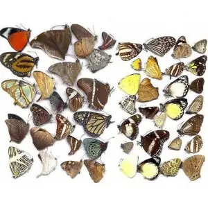 Naturally beautiful butterflies Mix