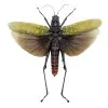 Northern Spotted Grasshopper (Aularches punctatus) (Spread) (M) - TaxidermyArtistry