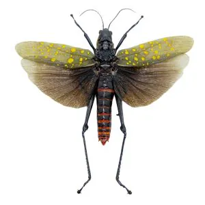 Northern Spotted Grasshopper (Aularches punctatus) (Spread) (M) - TaxidermyArtistry