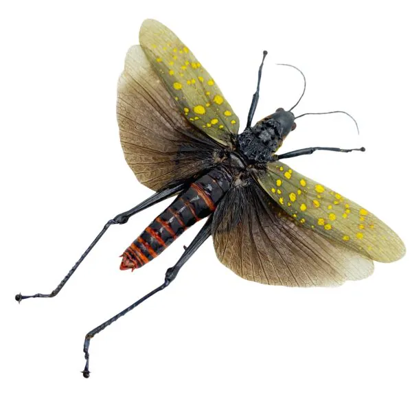 Northern Spotted Grasshopper (Aularches punctatus) (Spread) (M) - TaxidermyArtistry