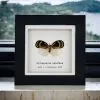 Orange and Black Butterfly (Bythopsyrna ebonfana) Framed Specimen - TaxidermyArtistry