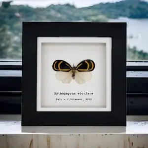 Orange and Black Butterfly (Bythopsyrna ebonfana) Framed Specimen - TaxidermyArtistry