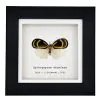 Orange and Black Butterfly (Bythopsyrna ebonfana) Framed Specimen - TaxidermyArtistry