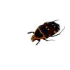 Orange and Black Spotted Scarab Beetle (Euchroea aurostellata) - TaxidermyArtistry