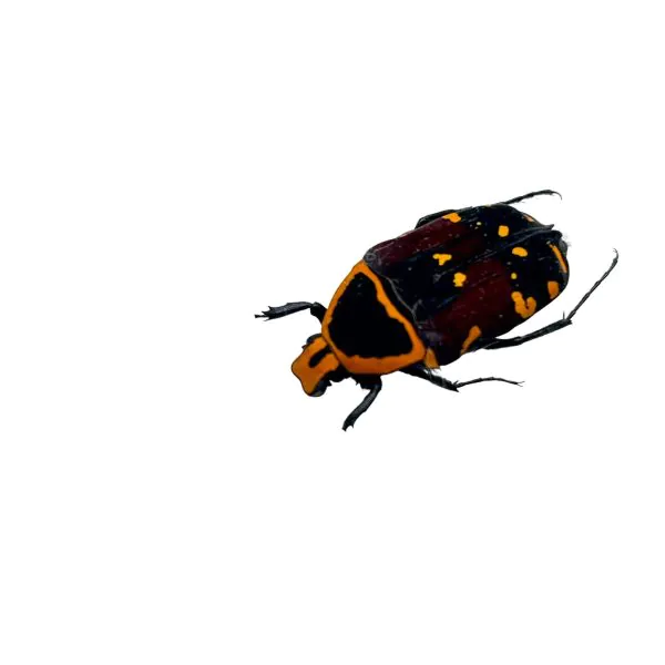 Orange and Black Spotted Scarab Beetle (Euchroea aurostellata) - TaxidermyArtistry