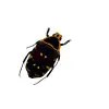Orange and Black Spotted Scarab Beetle (Euchroea aurostellata) - TaxidermyArtistry