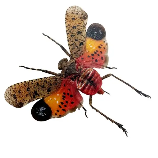 Orange Lantern Fly (Penthicodes pulchella) Bug - TaxidermyArtistry