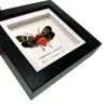 Oriental Lantern Fly Frame (Scamandra castanea) - TaxidermyArtistry