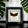 Oriental Lantern Fly Frame (Scamandra castanea) - TaxidermyArtistry