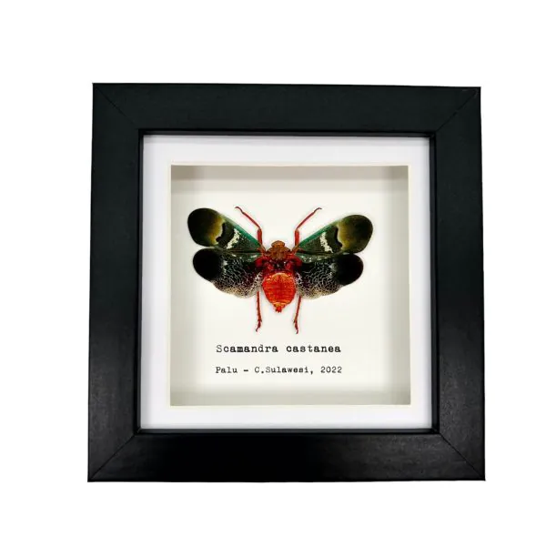 Oriental Lantern Fly Frame (Scamandra castanea) - TaxidermyArtistry