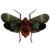 Oriental Lantern Fly (Scamandra castanea) - TaxidermyArtistry