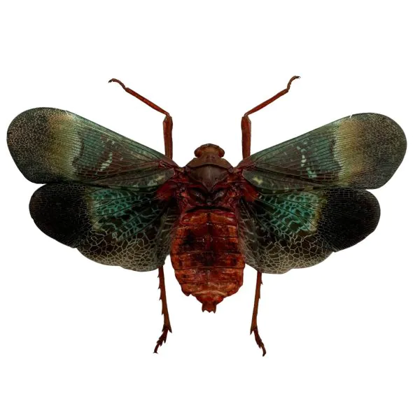 Oriental Lantern Fly (Scamandra castanea) - TaxidermyArtistry