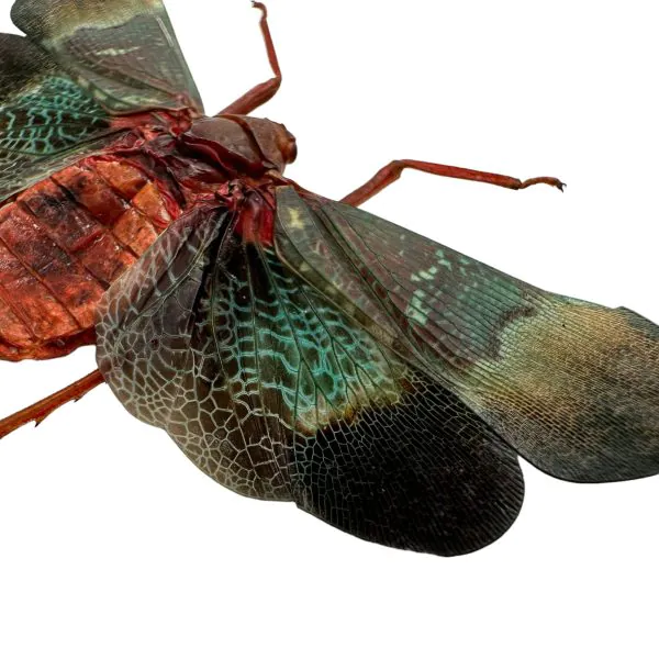 Oriental Lantern Fly (Scamandra castanea) - TaxidermyArtistry