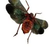 Oriental Lantern Fly (Scamandra castanea) - TaxidermyArtistry