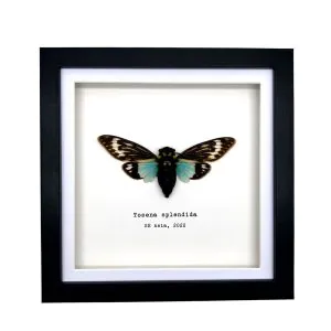 Ornate Blue Black Cicada Frame (Tosena splendida) - TaxidermyArtistry