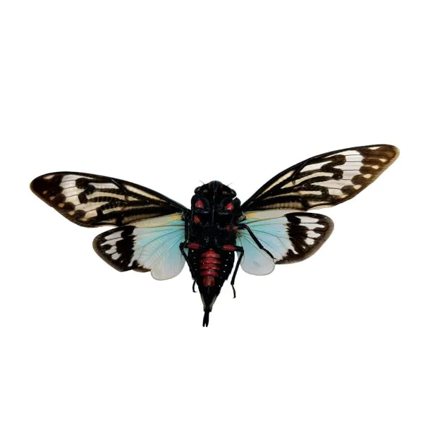 Ornate Blue Black Cicada (Tosena splendida / Distantalna splendida ) - TaxidermyArtistry
