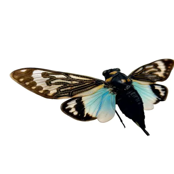 Ornate Blue Black Cicada (Tosena splendida / Distantalna splendida ) - TaxidermyArtistry