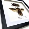 Pair of Giant Water Bugs (Lethocerus indicus) Frame - TaxidermyArtistry