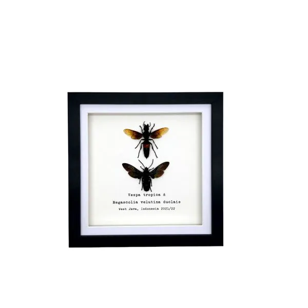 Pair of Giant Water Bugs (Lethocerus indicus) Frame - TaxidermyArtistry