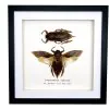 Pair of Giant Water Bugs (Lethocerus indicus) Frame - TaxidermyArtistry