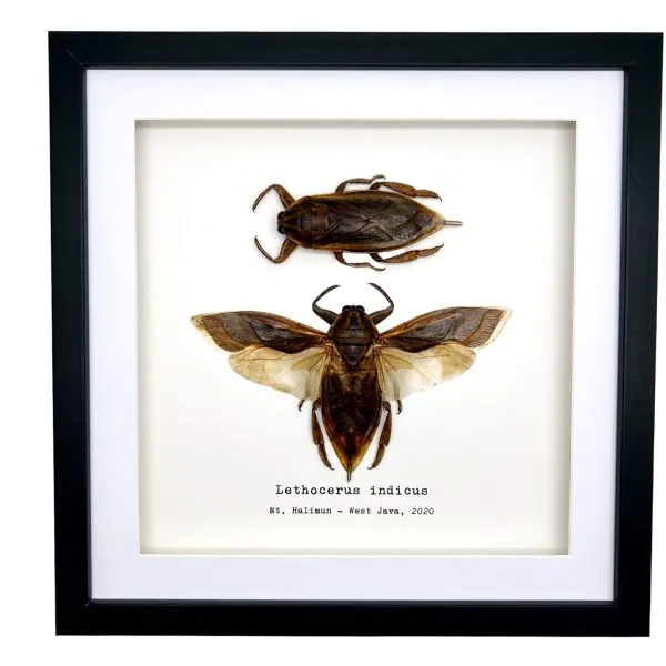Pair of Giant Water Bugs (Lethocerus indicus) Frame - TaxidermyArtistry