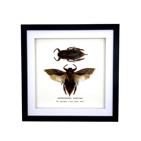 Pair of Giant Water Bugs (Lethocerus indicus) Frame - TaxidermyArtistry