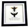 Pair of Giant Water Bugs (Lethocerus indicus) Frame - TaxidermyArtistry