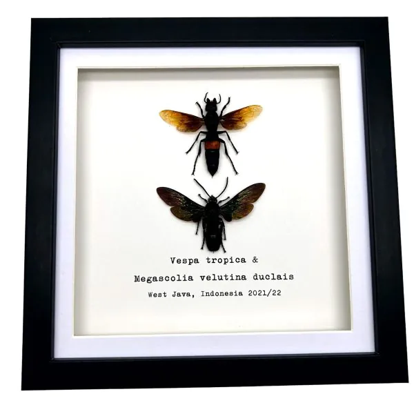 Pair of Giant Water Bugs (Lethocerus indicus) Frame - TaxidermyArtistry