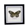 Paper Kite, Rice Paper Butterfly Frame (Idea leuconoe) - TaxidermyArtistry